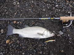 ヒラスズキの釣果