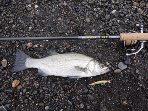 ヒラスズキの釣果