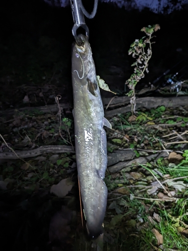 ニホンナマズの釣果