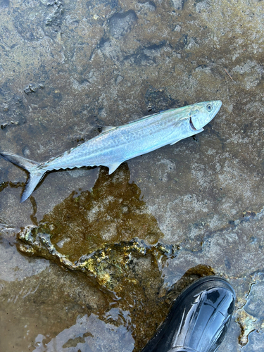 サゴシの釣果