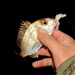 チャリコの釣果