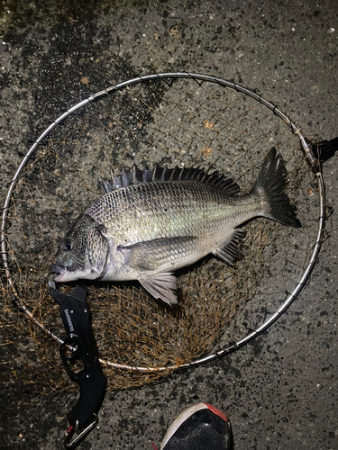 チヌの釣果