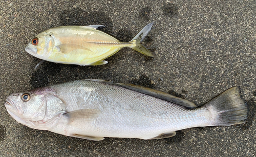 ニベの釣果