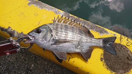 キビレの釣果