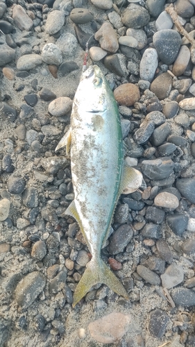 イナダの釣果