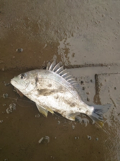 キビレの釣果