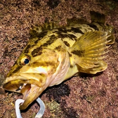 タケノコメバルの釣果