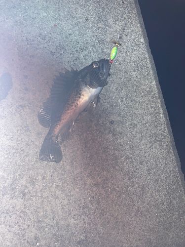 クロソイの釣果