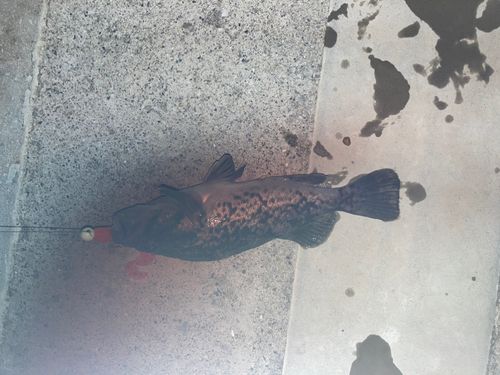 クロソイの釣果