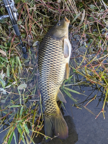 コイの釣果