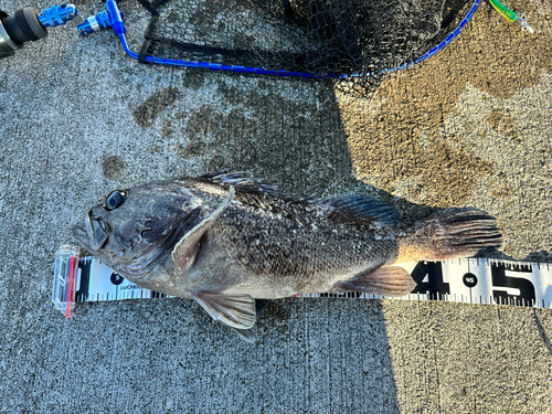 クロソイの釣果