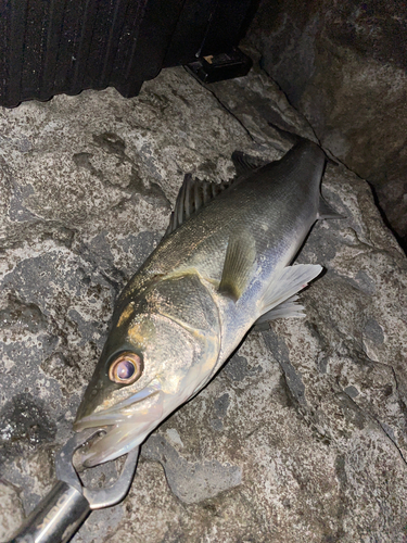 フッコ（マルスズキ）の釣果