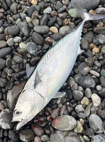 ヒラソウダの釣果