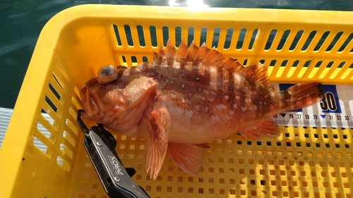 カサゴの釣果