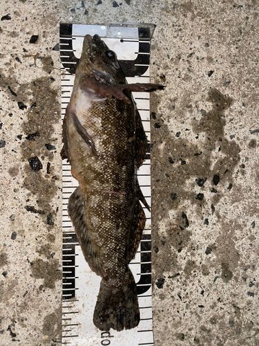 アイナメの釣果