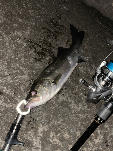 フッコ（マルスズキ）の釣果