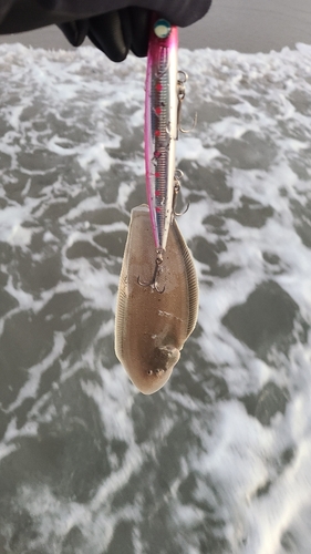 シタビラメの釣果