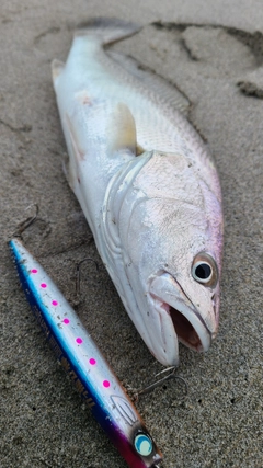 ニベの釣果