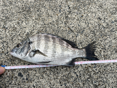 クロダイの釣果