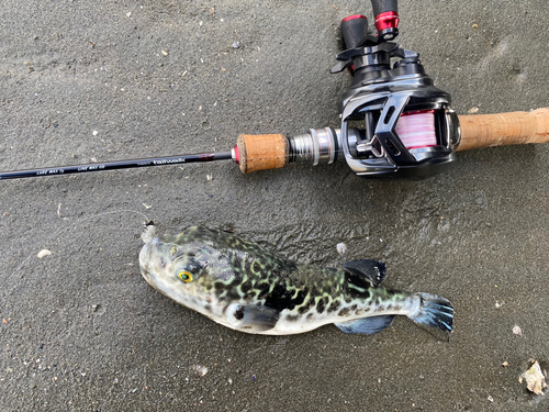 トラフグの釣果