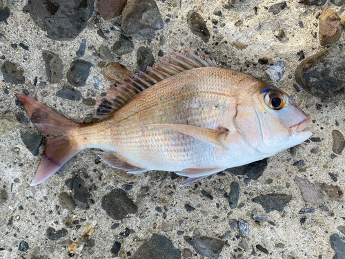 タイの釣果