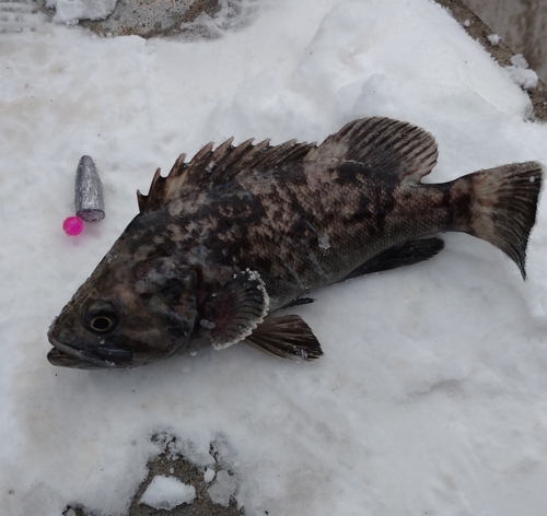 クロソイの釣果