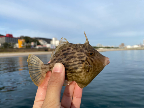 カワハギの釣果