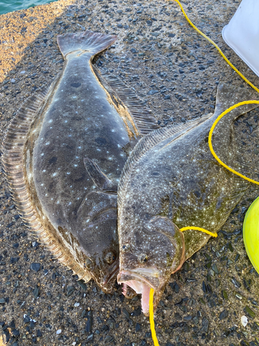 ヒラメの釣果