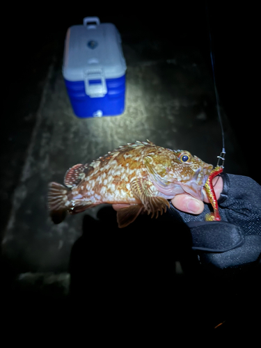 タケノコメバルの釣果