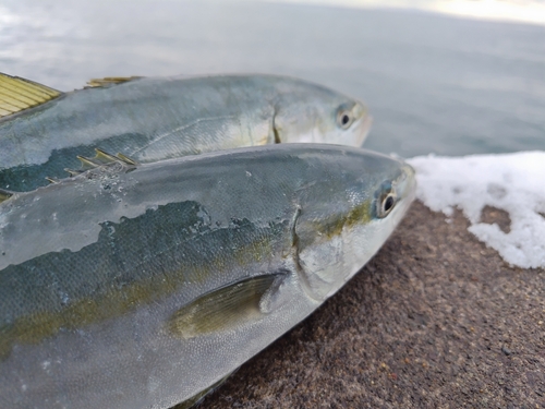 フクラギの釣果