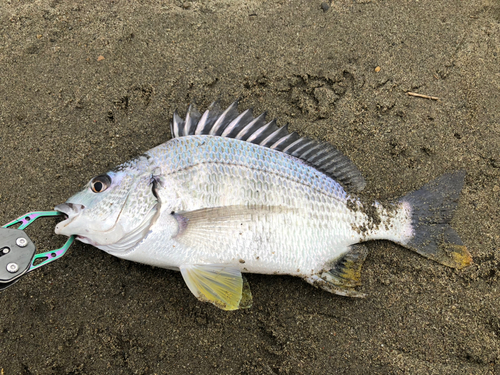 キビレの釣果