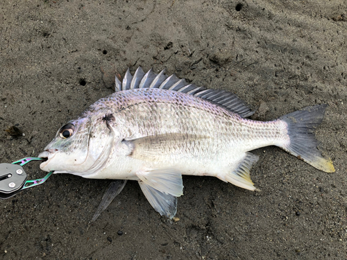 キビレの釣果