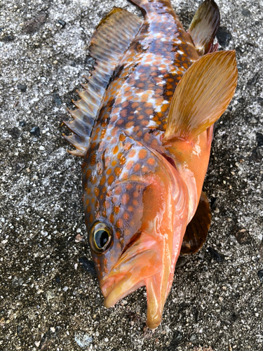 キジハタの釣果