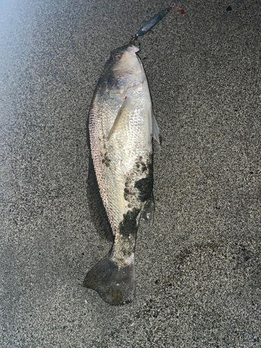 イシモチの釣果