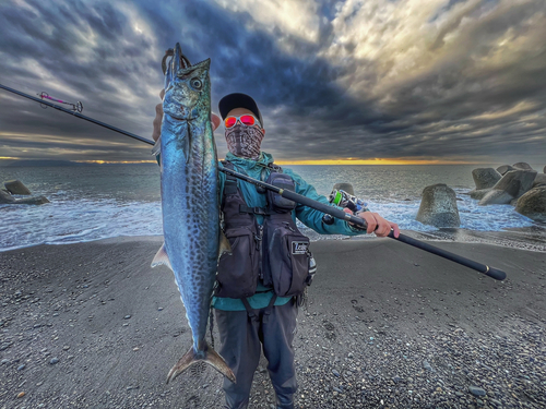 サゴシの釣果