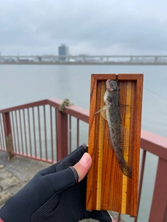 マハゼの釣果