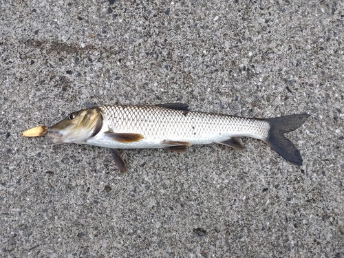 ニゴイの釣果