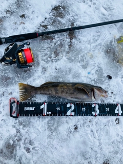 アブラコの釣果