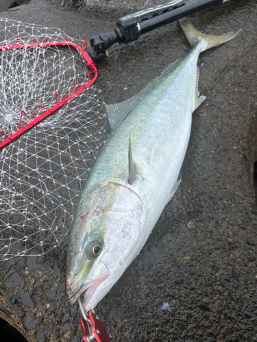 ワラサの釣果