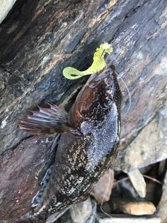 アイナメの釣果