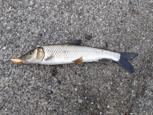 ニゴイの釣果