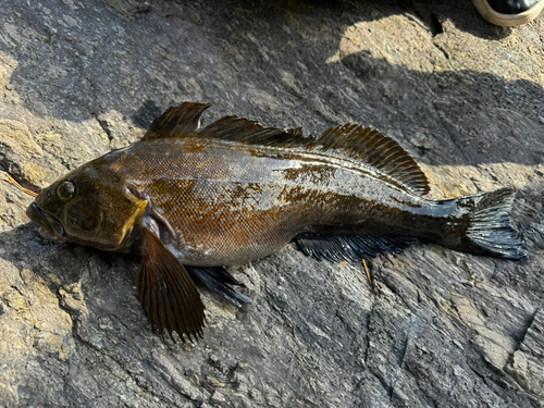 アイナメの釣果