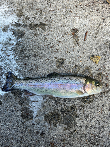 ニジマスの釣果