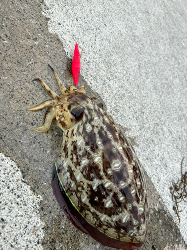 コウイカの釣果