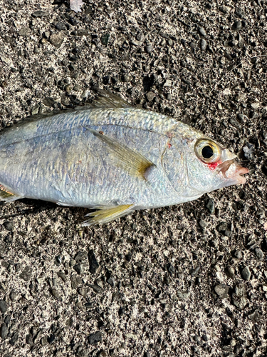 クロサギの釣果