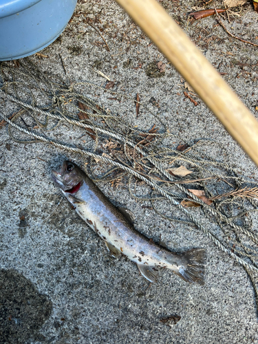 イワナの釣果