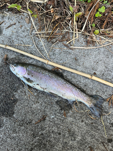 ニジマスの釣果