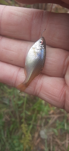 タイリクバラタナゴの釣果