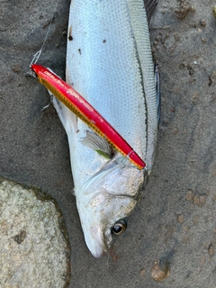 フッコ（マルスズキ）の釣果