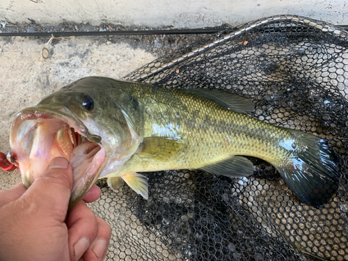 ラージマウスバスの釣果